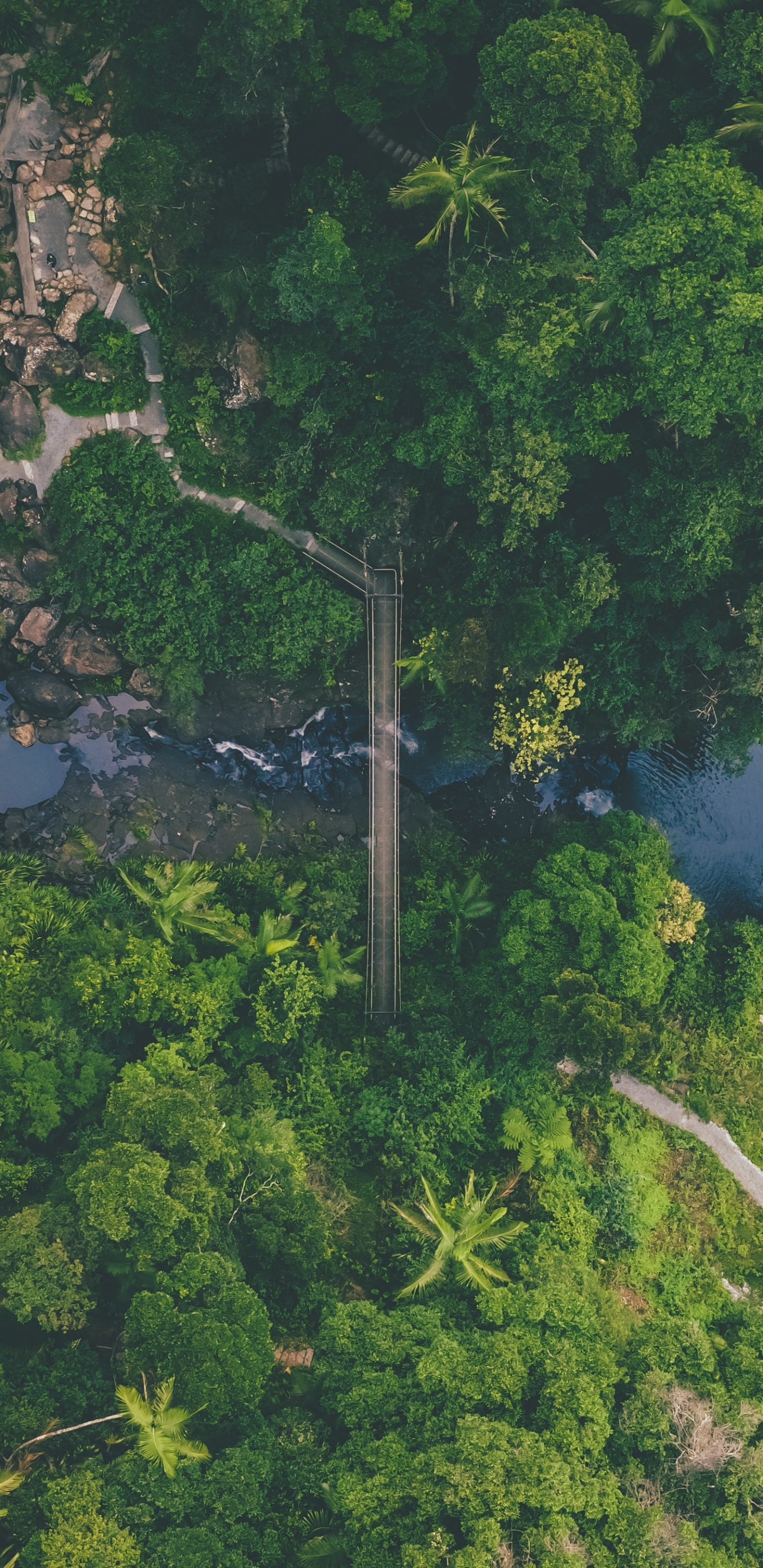 Jungle, Vegetation, Nature, Green, Nature Reserve. Wallpaper in 1440x2960 Resolution