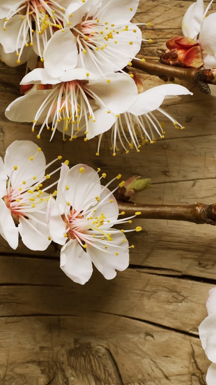White and Yellow Flowers on Brown Wooden Surface. Wallpaper in 720x1280 Resolution
