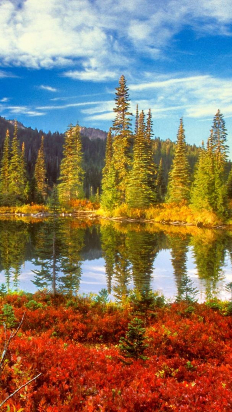 Green Trees Near Lake Under Blue Sky During Daytime. Wallpaper in 750x1334 Resolution