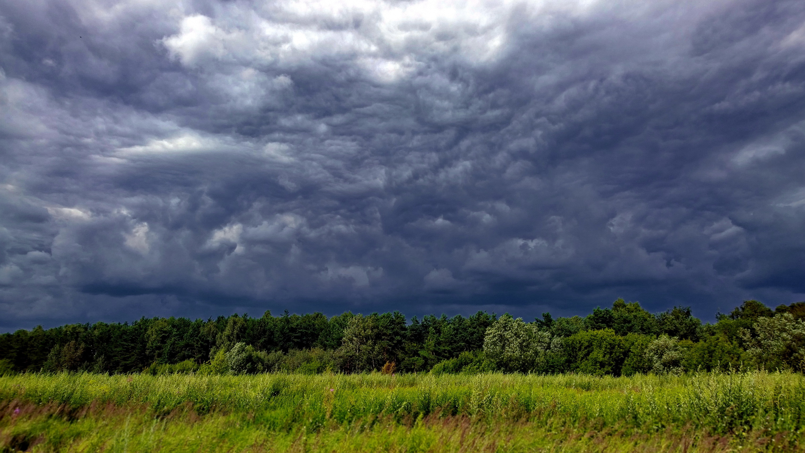 Campo de Hierba Verde Bajo Nubes Grises. Wallpaper in 2560x1440 Resolution