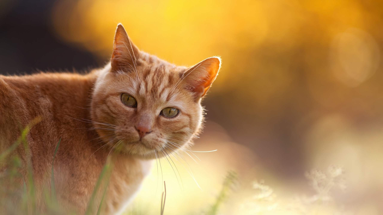 Orange Getigerte Katze Auf Grünem Gras Tagsüber. Wallpaper in 1280x720 Resolution