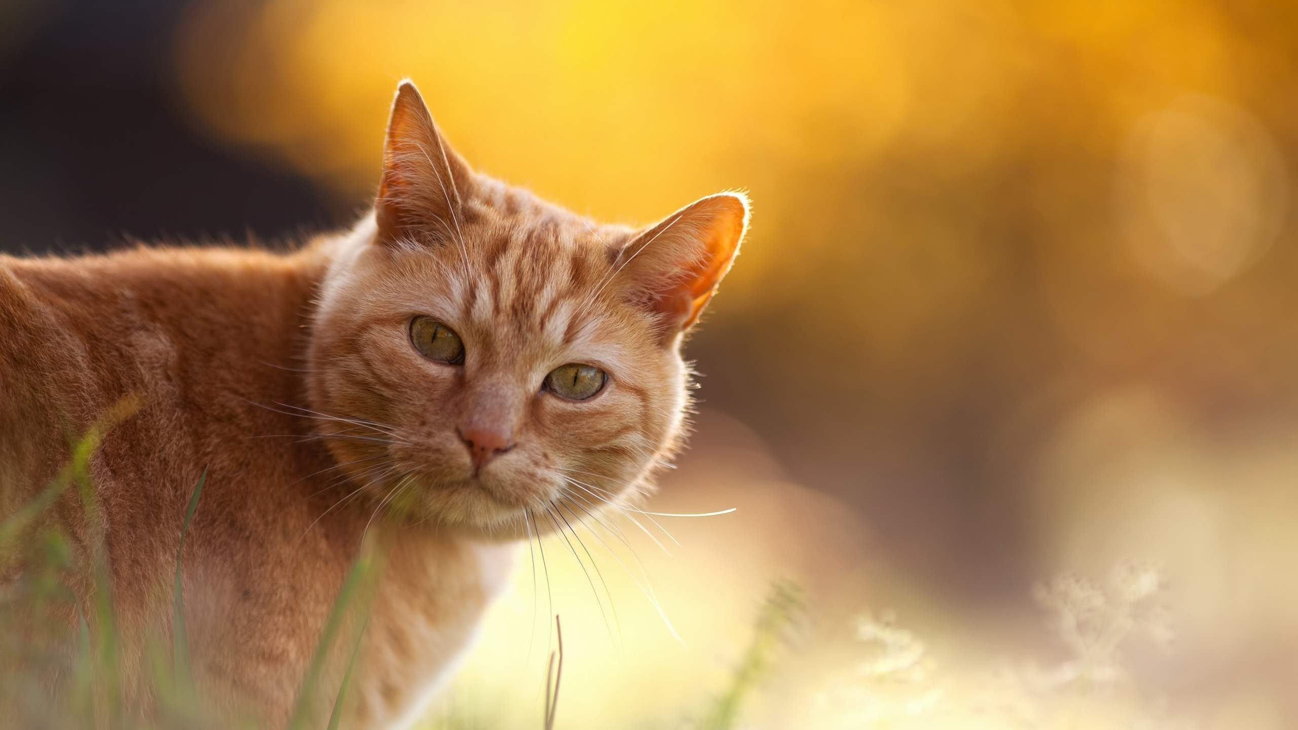 Orange Getigerte Katze Auf Grünem Gras Tagsüber. Wallpaper in 2560x1440 Resolution
