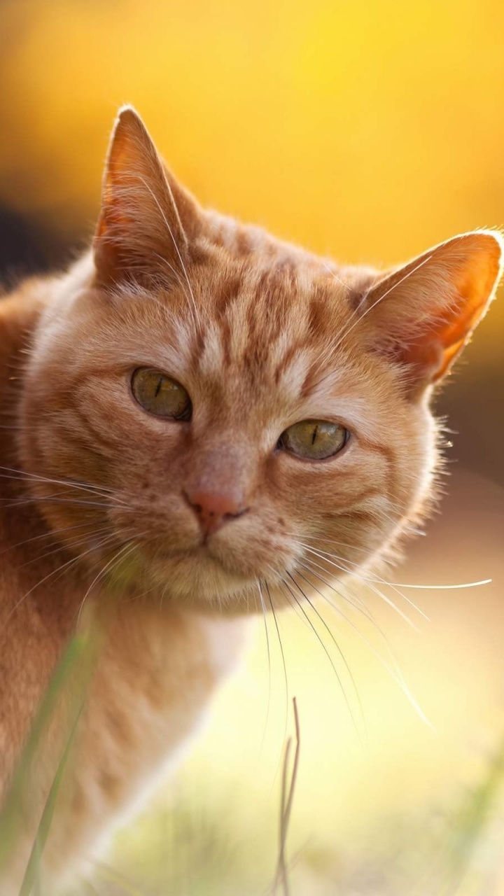 Orange Getigerte Katze Auf Grünem Gras Tagsüber. Wallpaper in 720x1280 Resolution