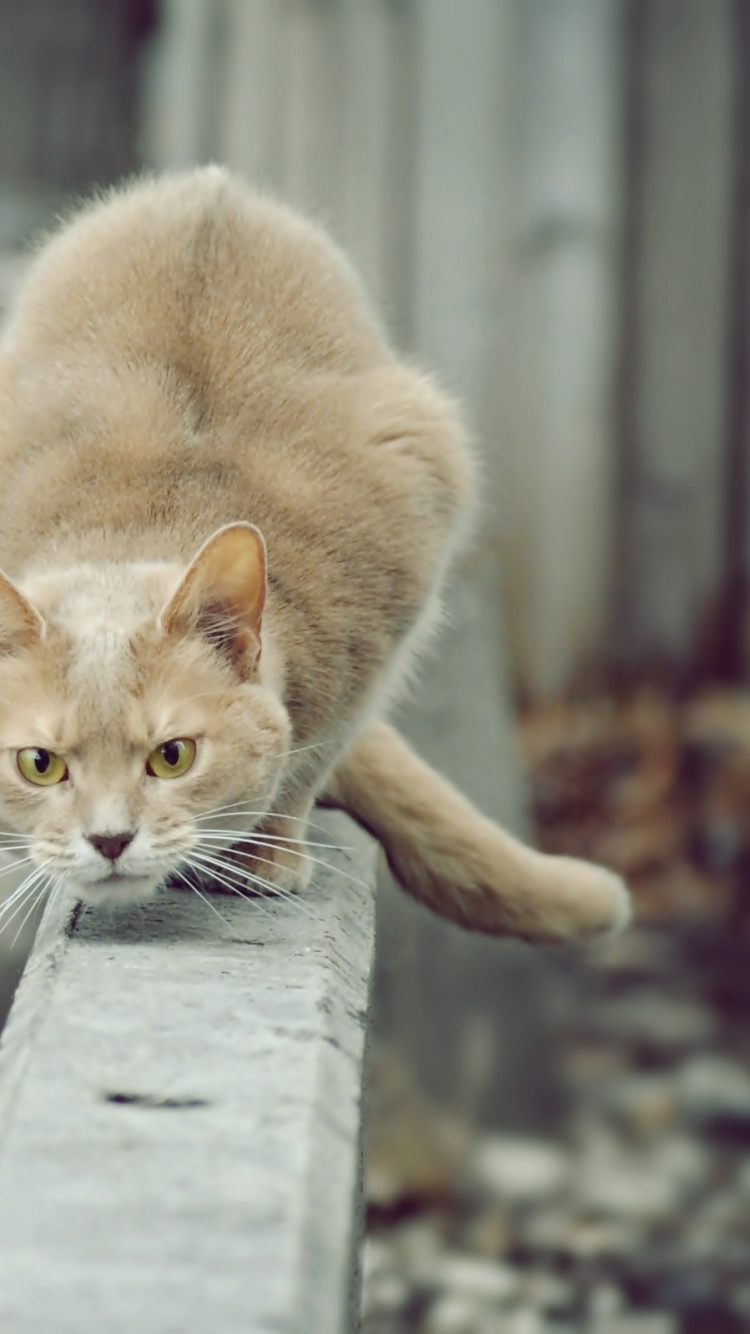 小猫, 爱琴的猫, 狩猎, 波斯猫, 暹罗猫 壁纸 750x1334 允许