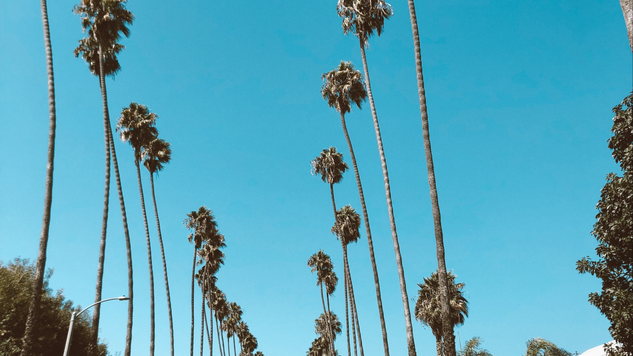 Hollywood, Palm Trees, Road, Blue, Daytime. Wallpaper in 1280x720 Resolution