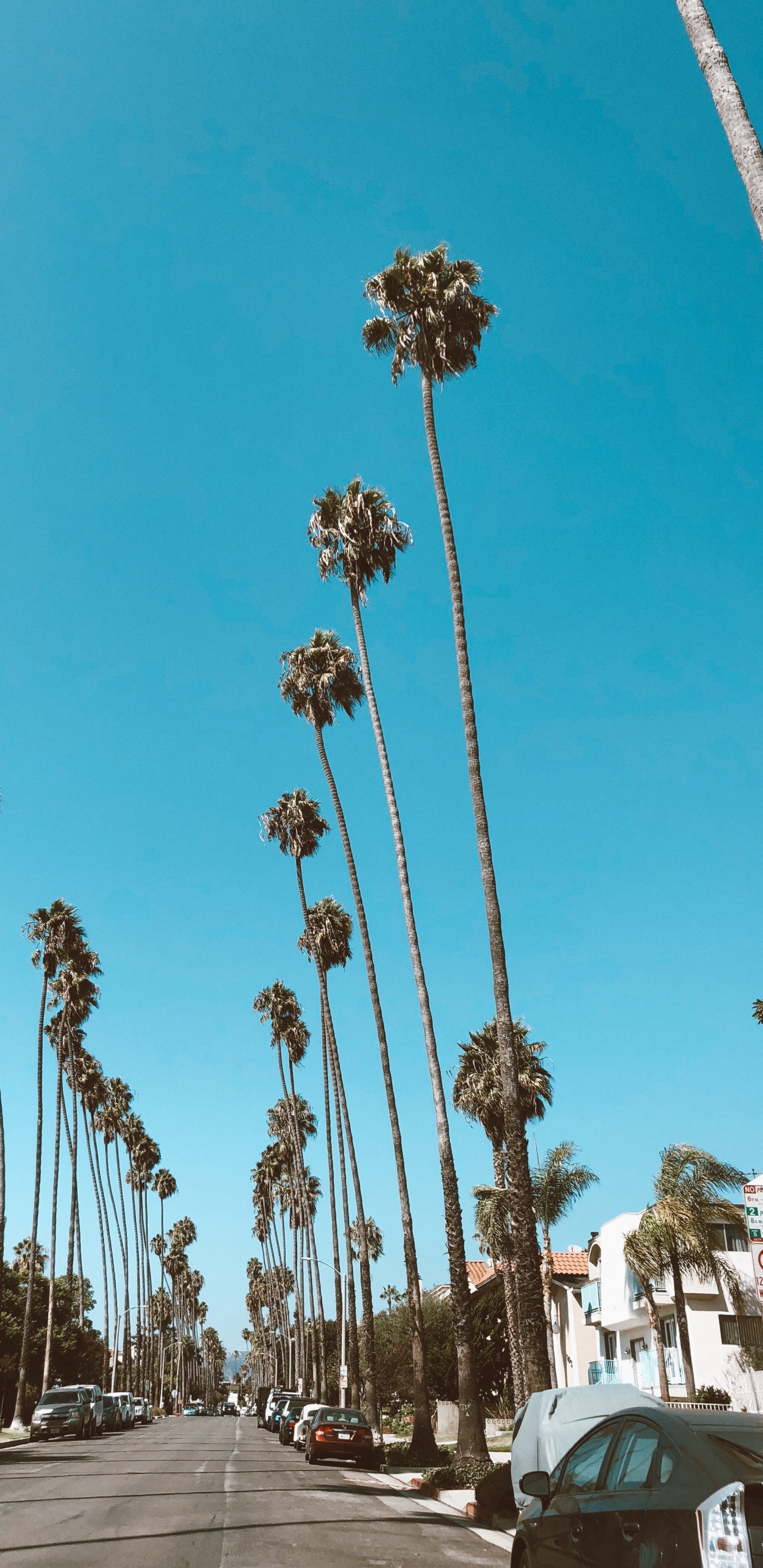 Hollywood, Palm Trees, Road, Blue, Daytime. Wallpaper in 1440x2960 Resolution