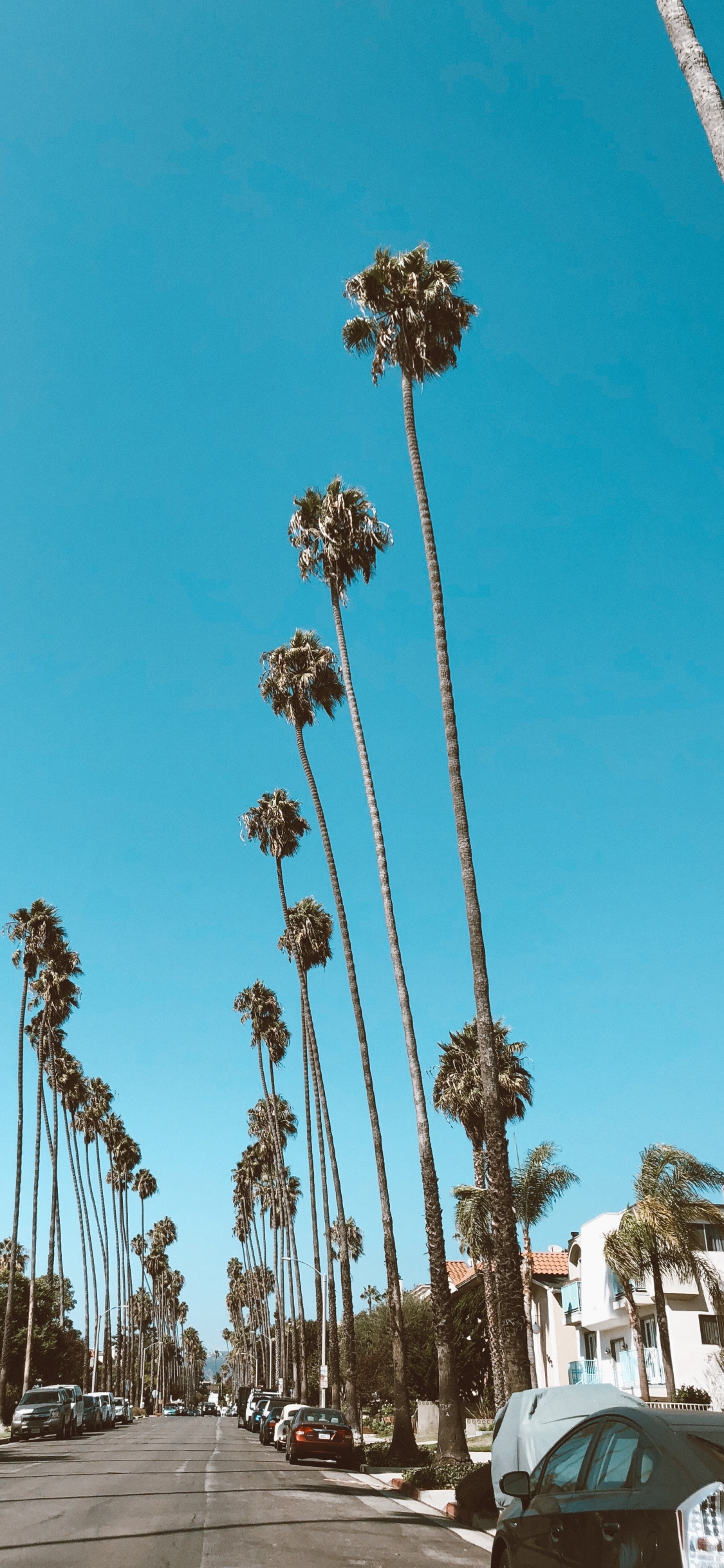 Hollywood, Palme, Road, Blau, Tageszeit. Wallpaper in 1125x2436 Resolution