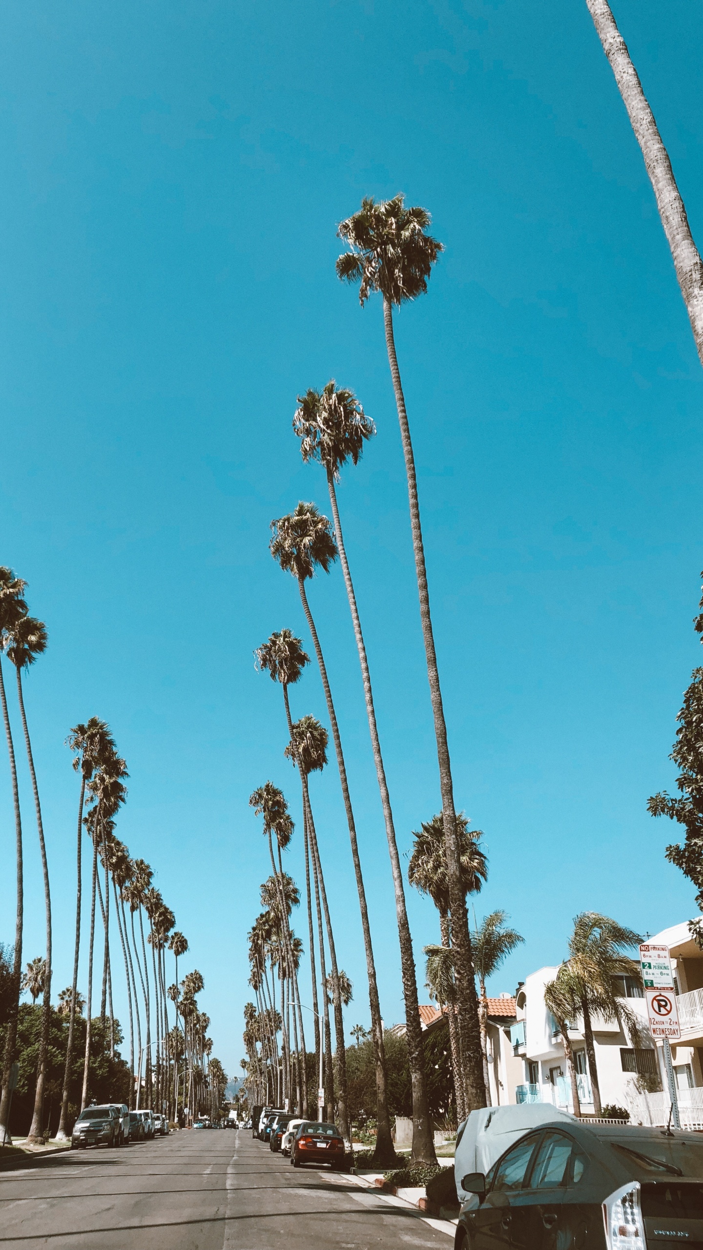 Hollywood, Palmier, Route, Blue, la Journée. Wallpaper in 1440x2560 Resolution