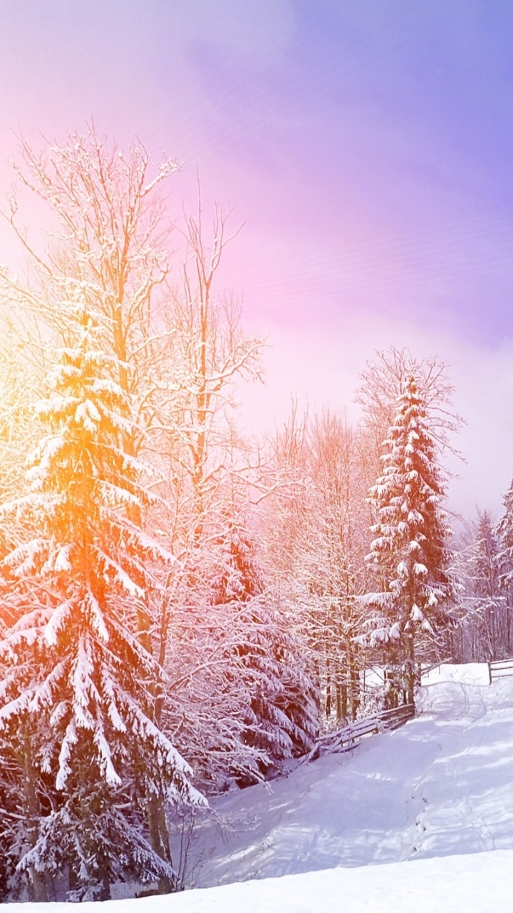 Árboles Marrones Sobre Suelo Cubierto de Nieve Durante el Día. Wallpaper in 720x1280 Resolution