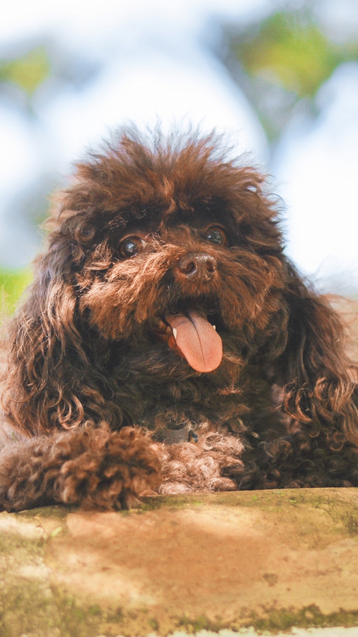 Black Long Coat Small Dog on Brown Wooden Bench. Wallpaper in 720x1280 Resolution