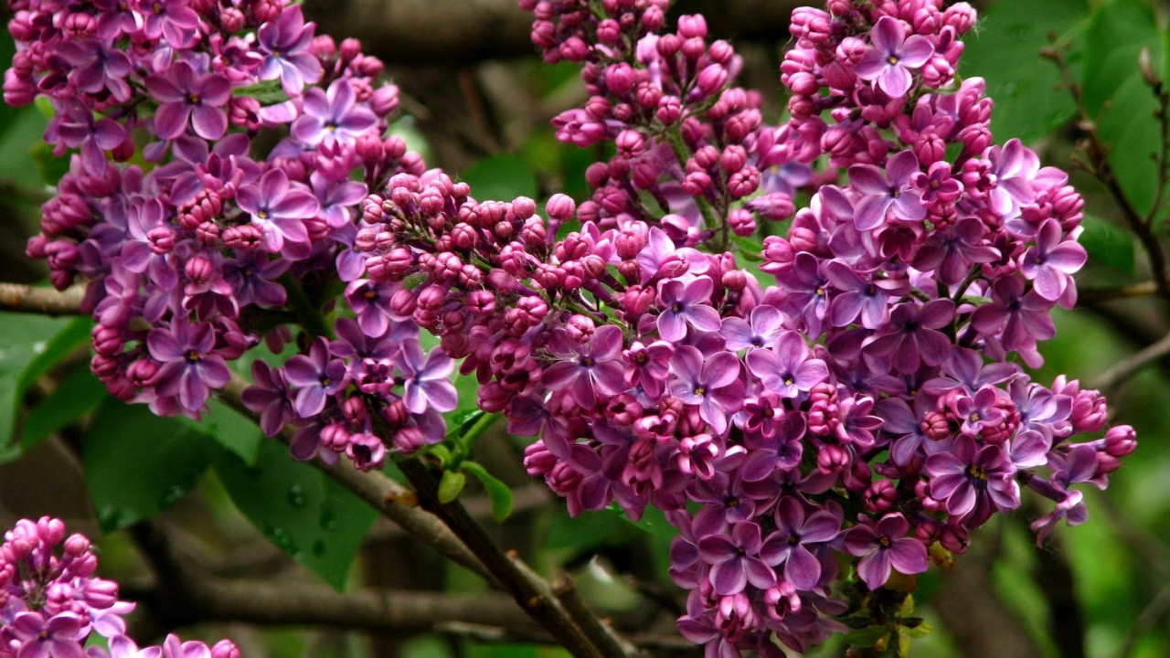 Lila Blüten Auf Braunem Ast Tagsüber. Wallpaper in 1280x720 Resolution