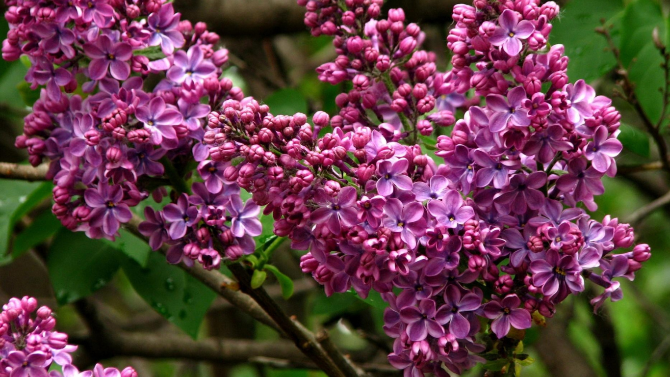 Lila Blüten Auf Braunem Ast Tagsüber. Wallpaper in 1366x768 Resolution