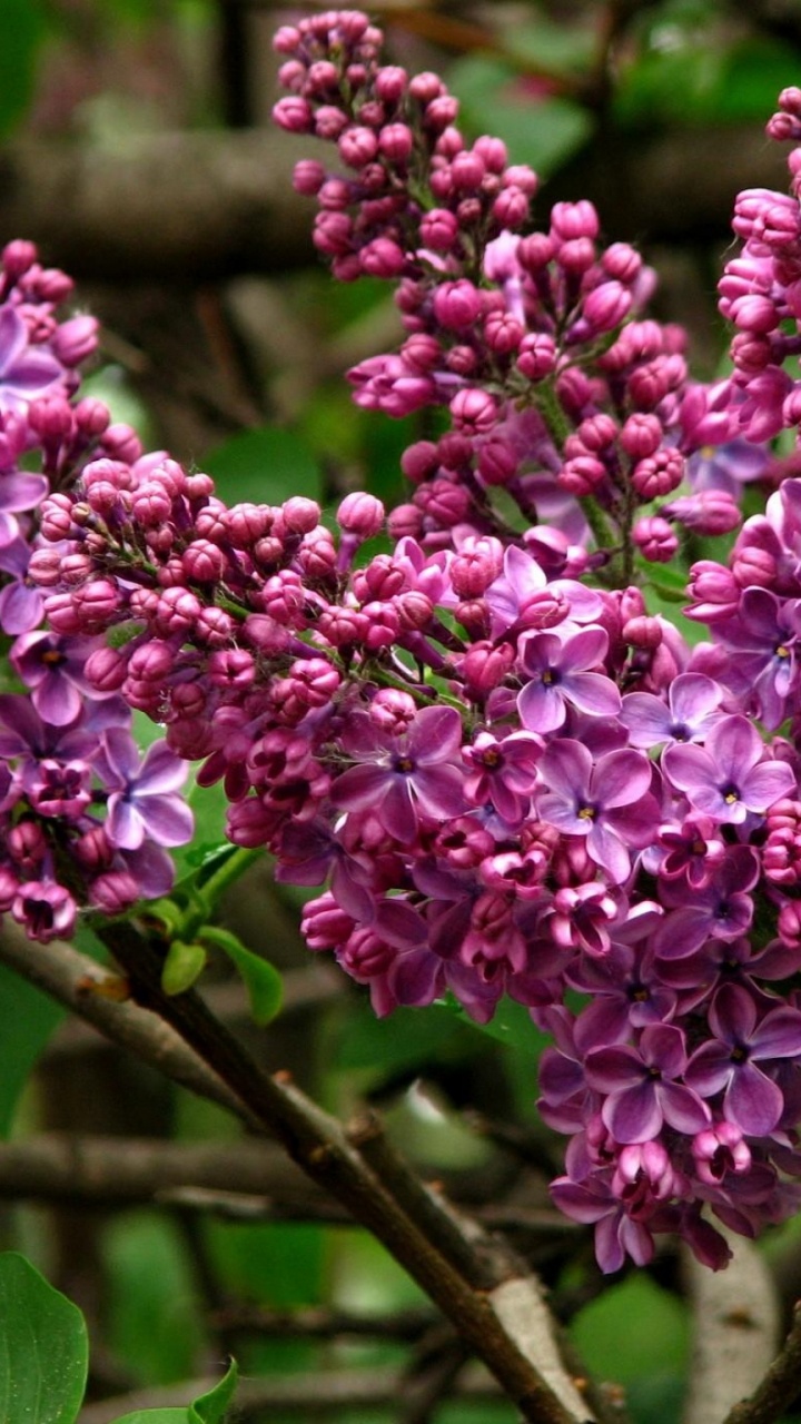 Fleurs Violettes Sur Une Branche D'arbre Brun Pendant la Journée. Wallpaper in 720x1280 Resolution
