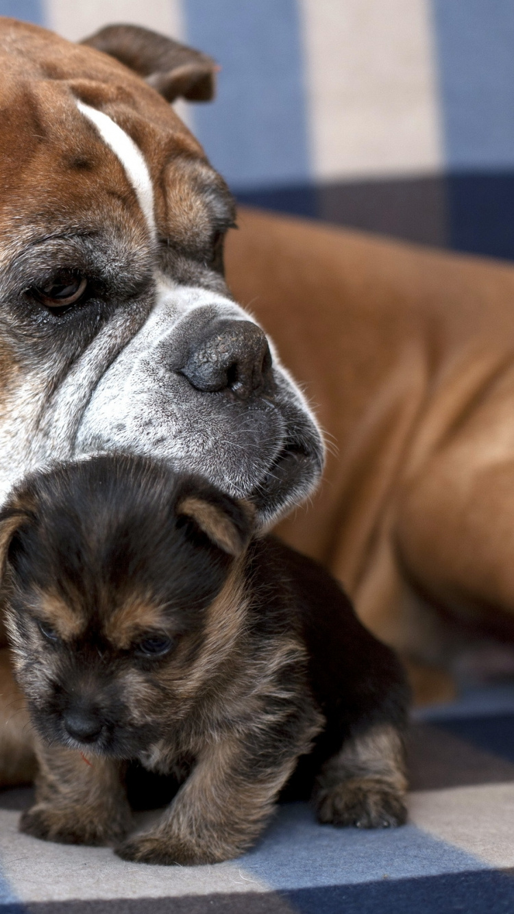 Braun-weißer Kurzhaariger Hund Auf Braunem Textil Liegend. Wallpaper in 750x1334 Resolution