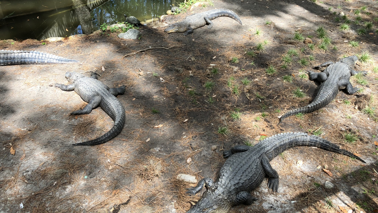 Amerikanischer Alligator, Crocodile, Terrestrische Tier, Reptil, Skaliert Reptil. Wallpaper in 1280x720 Resolution