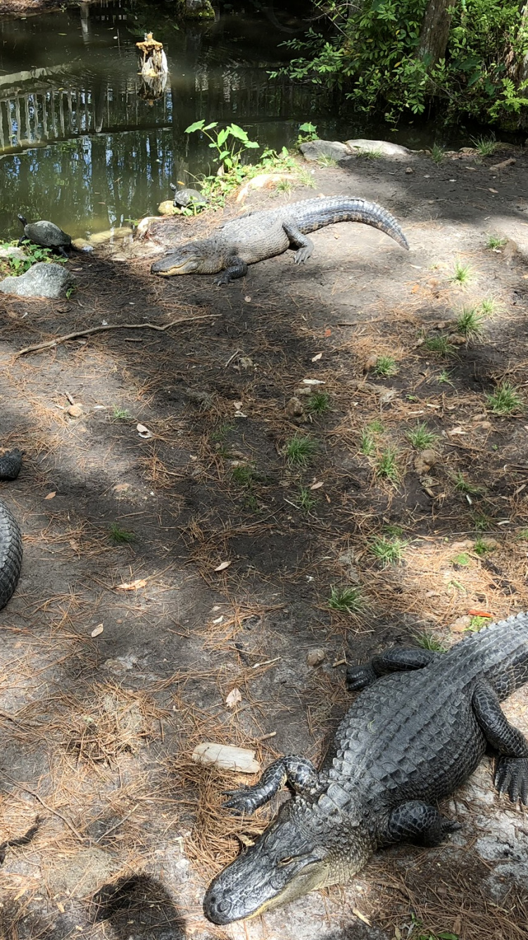 Amerikanischer Alligator, Crocodile, Terrestrische Tier, Reptil, Skaliert Reptil. Wallpaper in 750x1334 Resolution