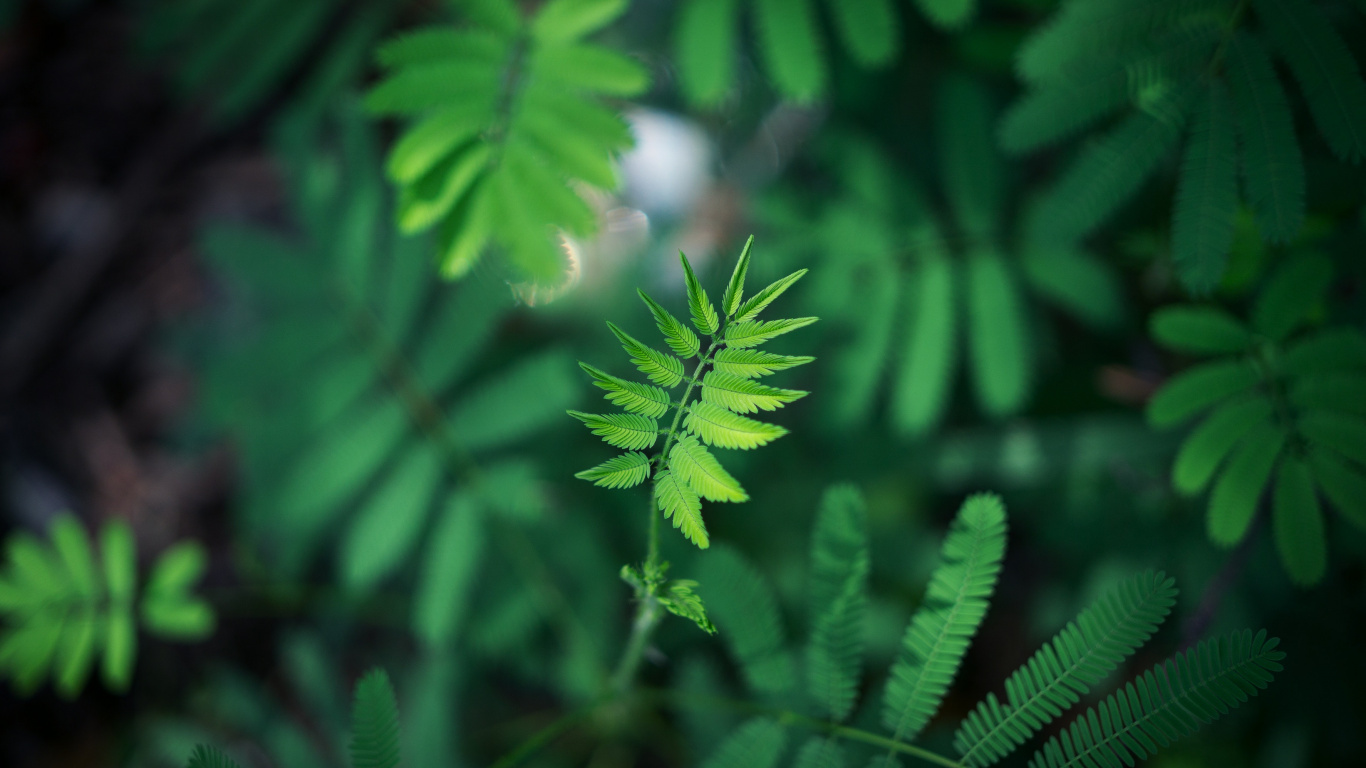 Green, Feuille, Végétation, Plante Terrestre, Plantes Vasculaires. Wallpaper in 1366x768 Resolution