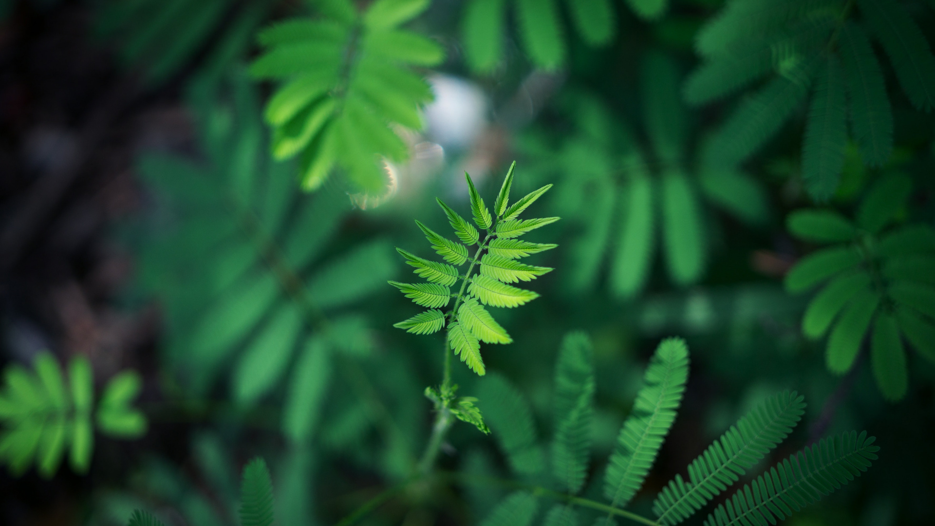 Green, Feuille, Végétation, Plante Terrestre, Plantes Vasculaires. Wallpaper in 1920x1080 Resolution