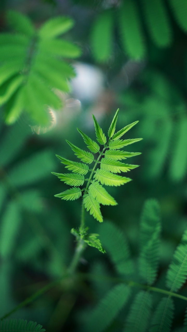 Green, Feuille, Végétation, Plante Terrestre, Plantes Vasculaires. Wallpaper in 720x1280 Resolution