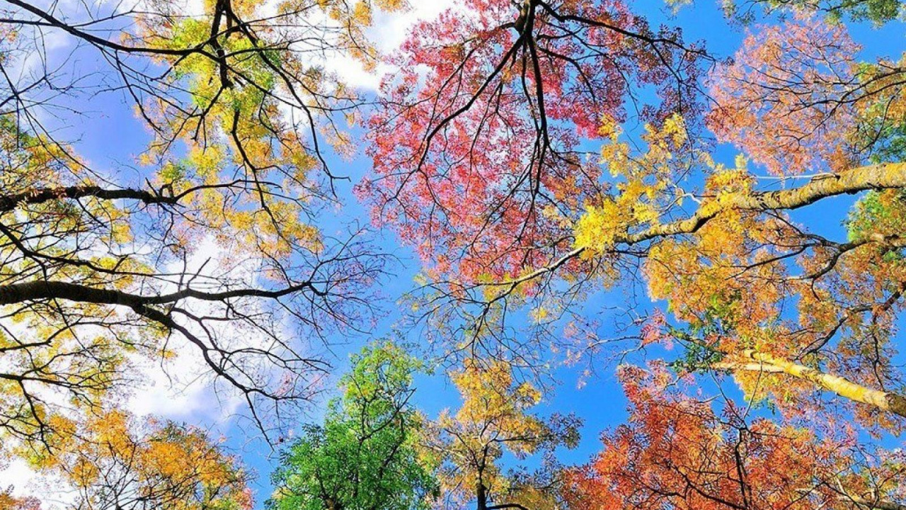 Naturaleza, Sucursal, Entorno Natural, Planta Leñosa, Paisaje Natural. Wallpaper in 1280x720 Resolution