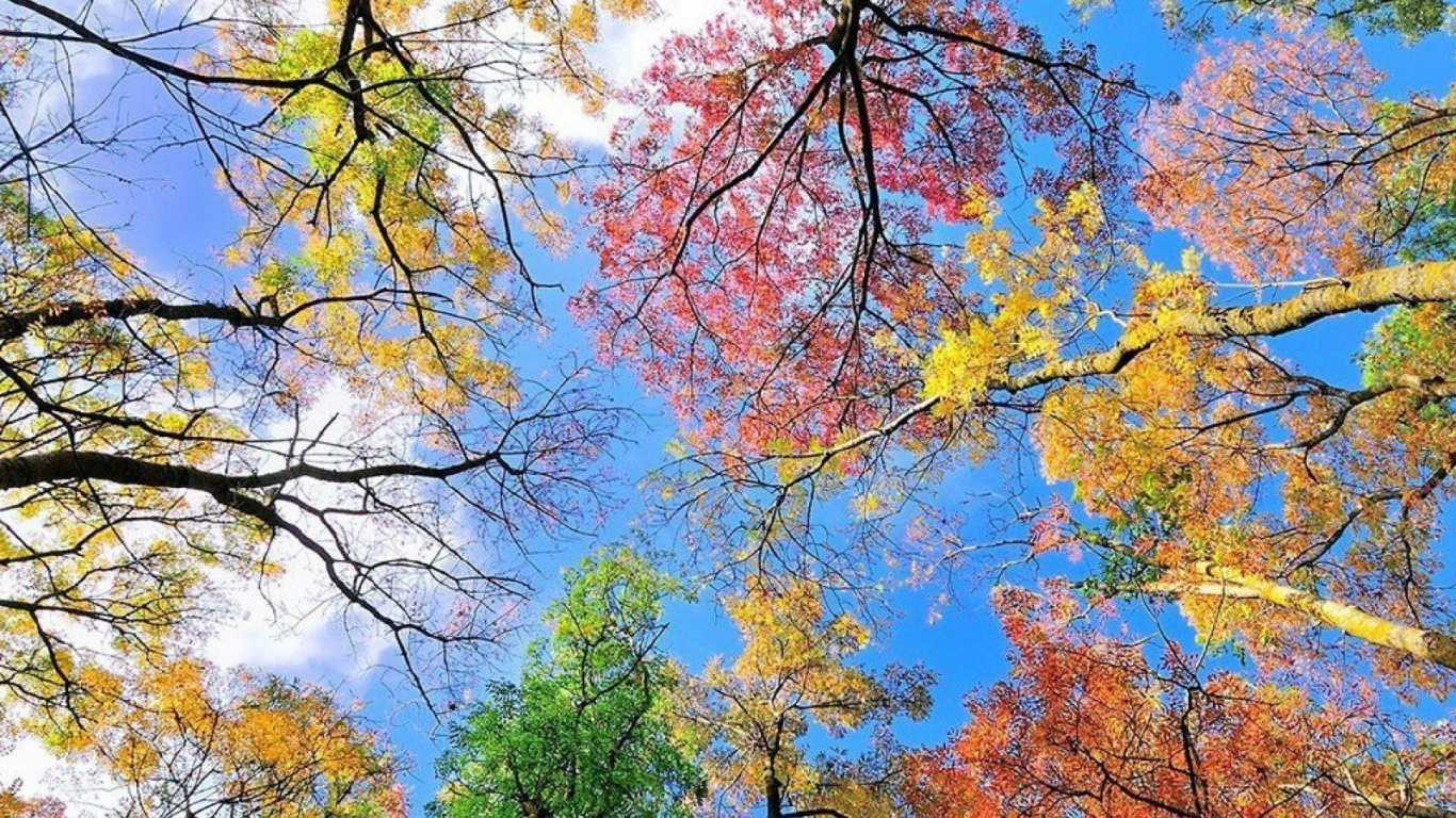 Naturaleza, Sucursal, Entorno Natural, Planta Leñosa, Paisaje Natural. Wallpaper in 1366x768 Resolution