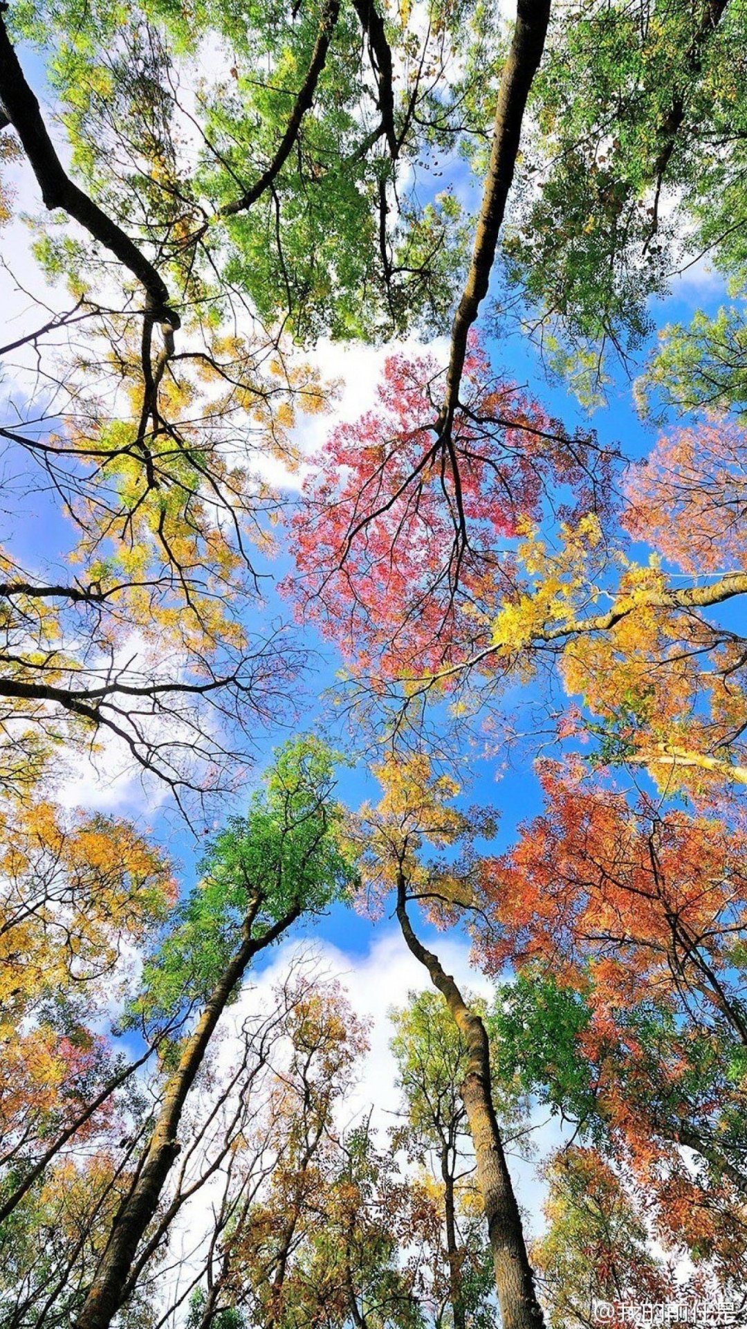 Nature, Environnement Naturel, Feuille, Plantes Ligneuses, Paysage Naturel. Wallpaper in 1080x1920 Resolution