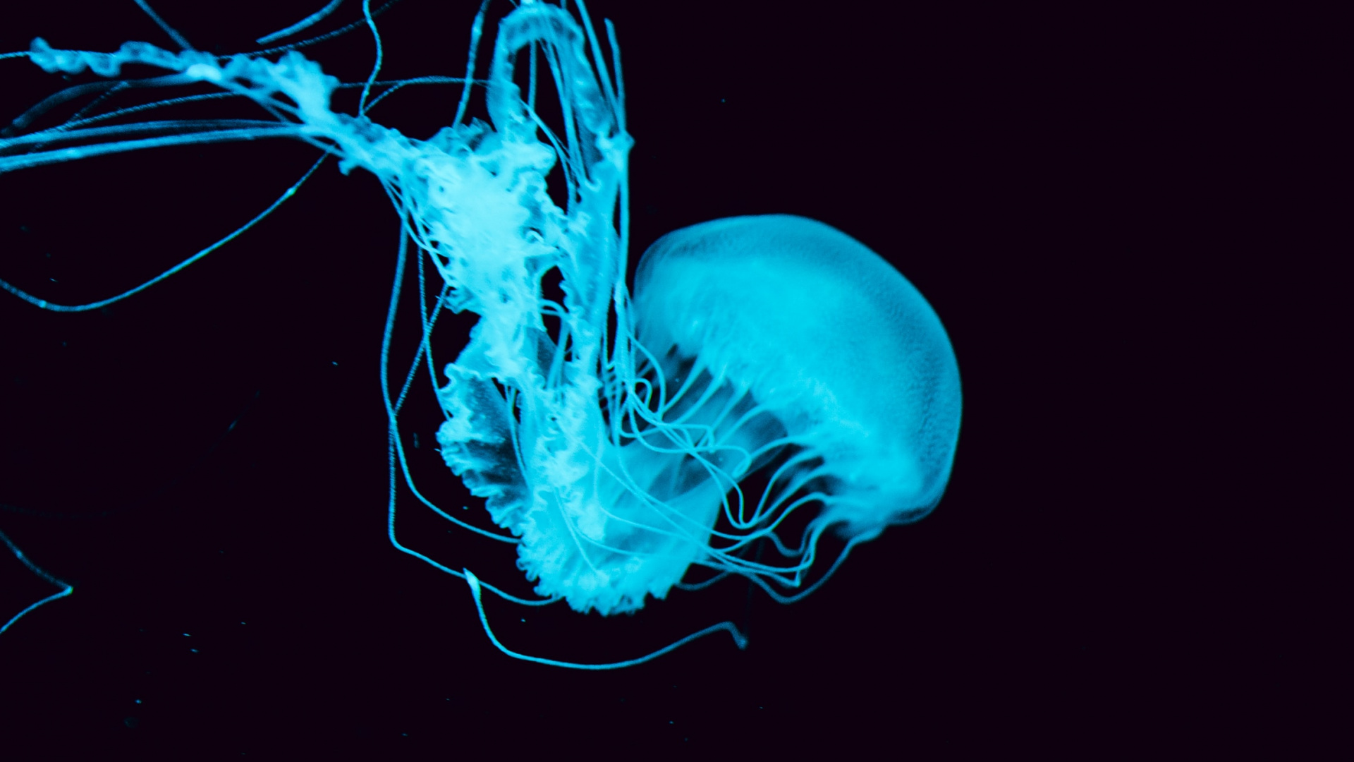 Red Jellyfish in Blue Water. Wallpaper in 1920x1080 Resolution