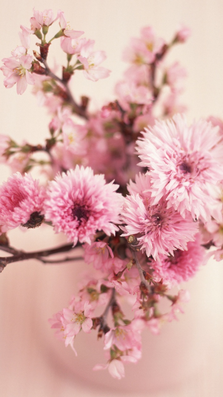 Pink and White Flowers in Tilt Shift Lens. Wallpaper in 720x1280 Resolution