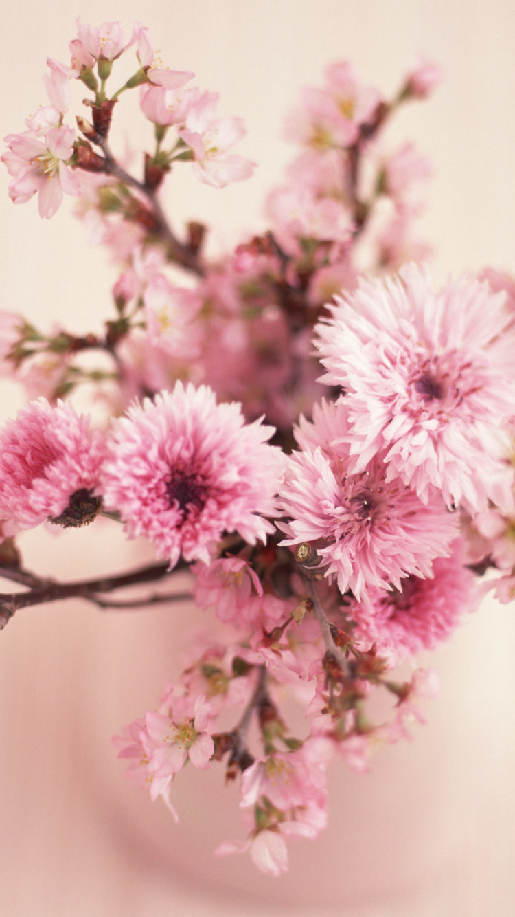 Pink and White Flowers in Tilt Shift Lens. Wallpaper in 750x1334 Resolution