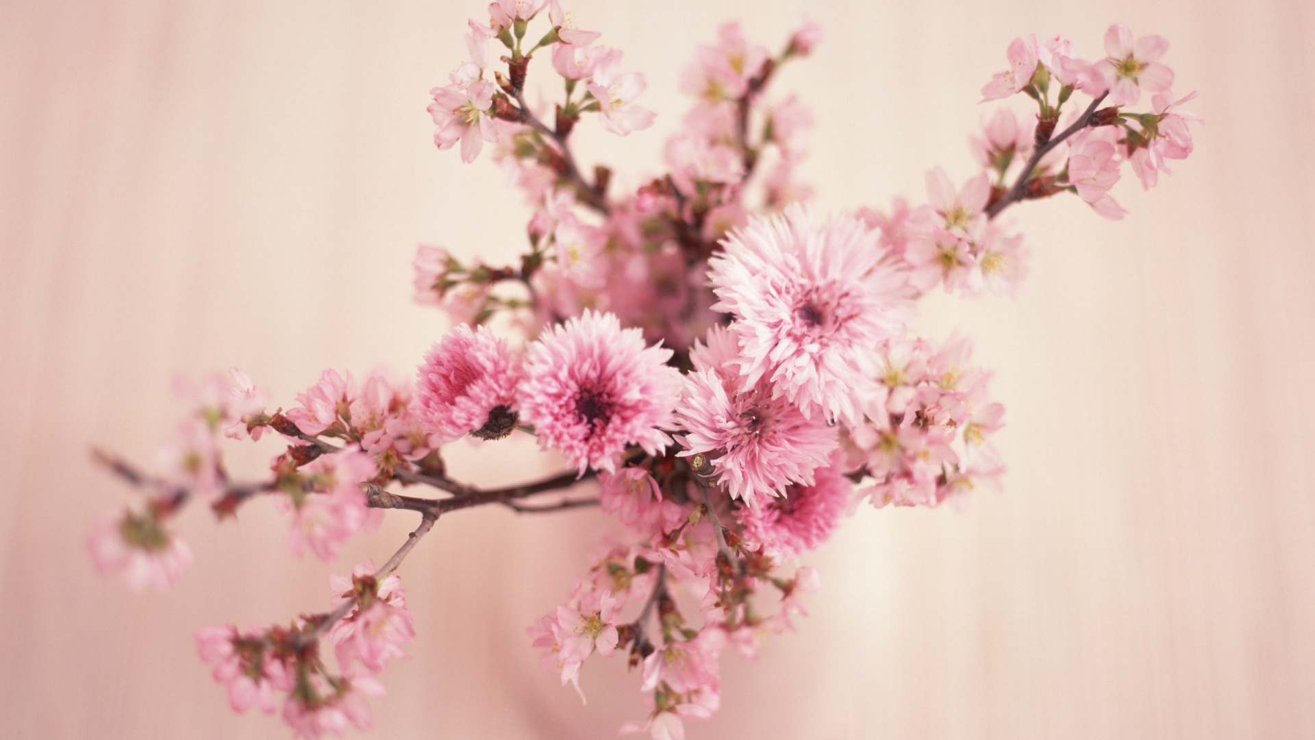 粉红色, 开花, 弹簧, 樱花, 树枝 壁纸 1920x1080 允许