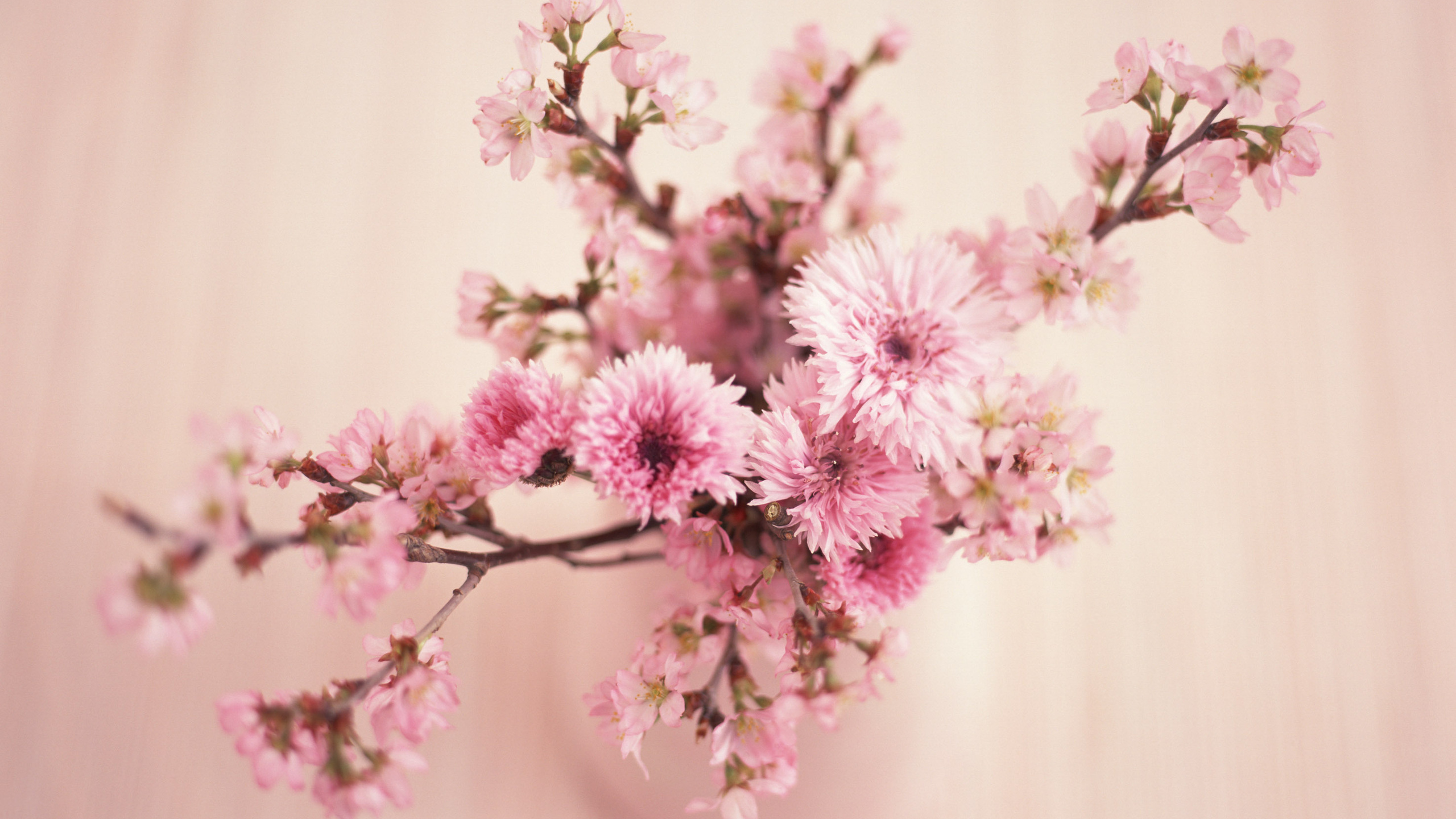 粉红色, 开花, 弹簧, 樱花, 树枝 壁纸 2560x1440 允许