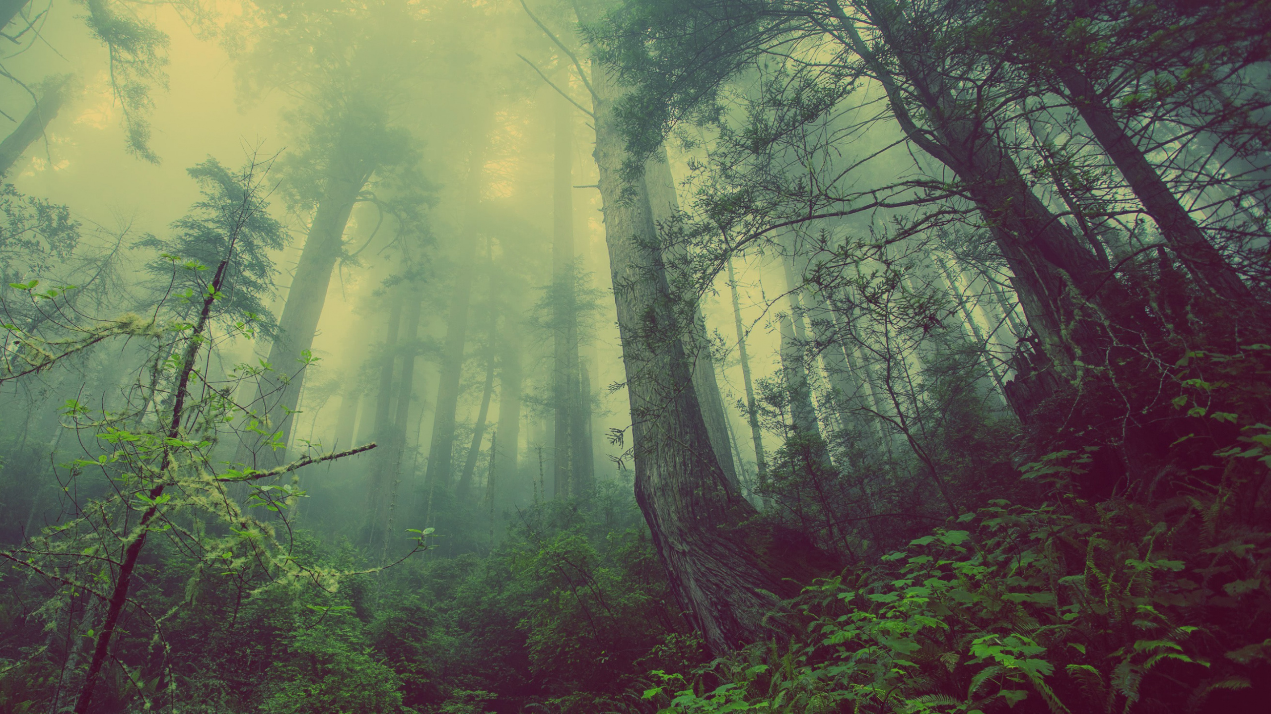 Green Trees and Plants During Daytime. Wallpaper in 2560x1440 Resolution