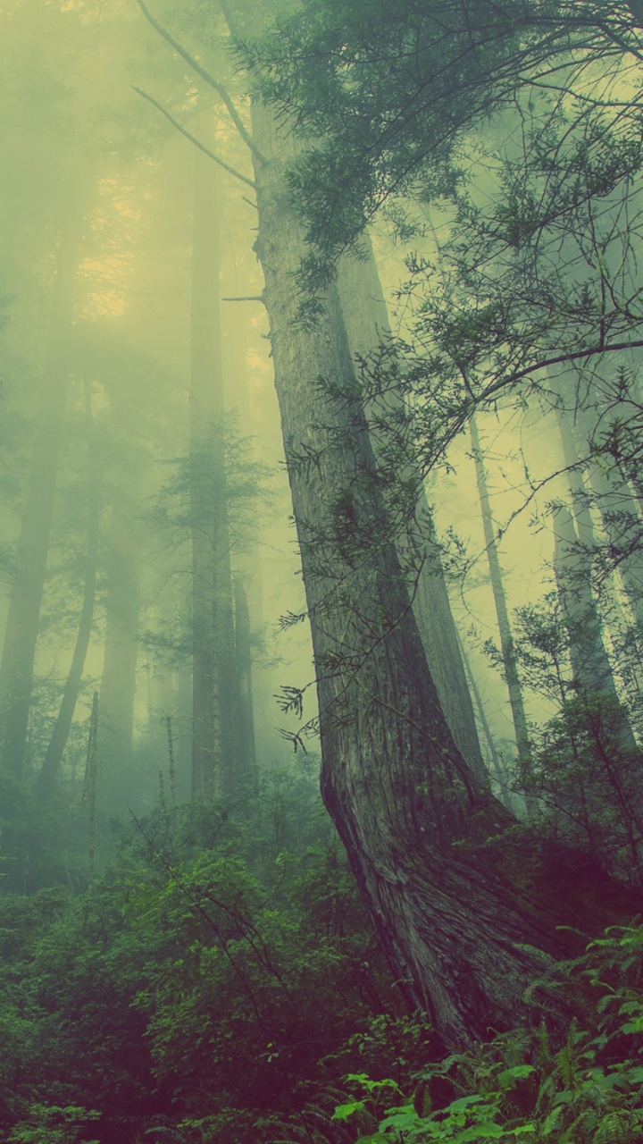 Green Trees and Plants During Daytime. Wallpaper in 720x1280 Resolution