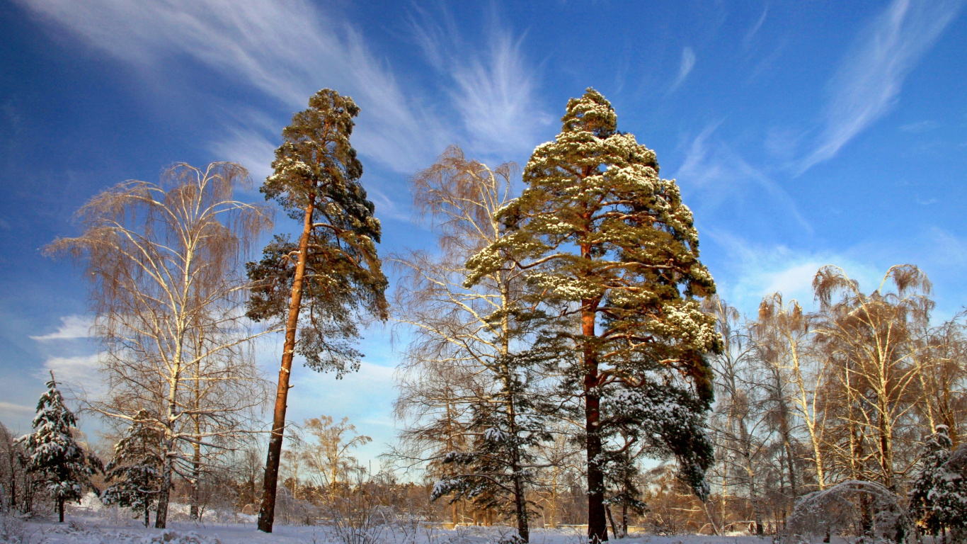 Arbres Bruns Sous Ciel Bleu Pendant la Journée. Wallpaper in 1366x768 Resolution