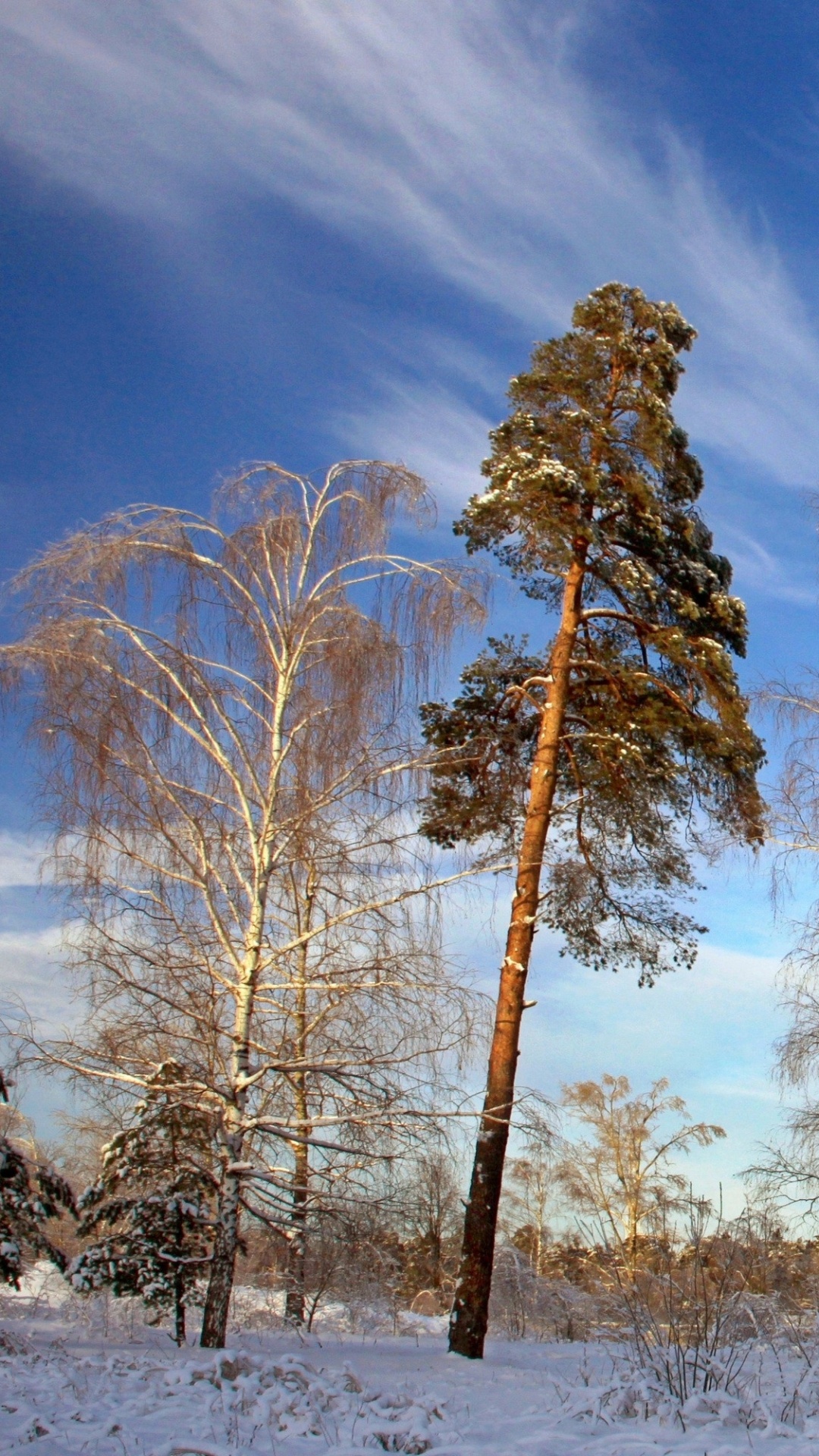 Brown Trees Under Blue Sky During Daytime. Wallpaper in 1080x1920 Resolution