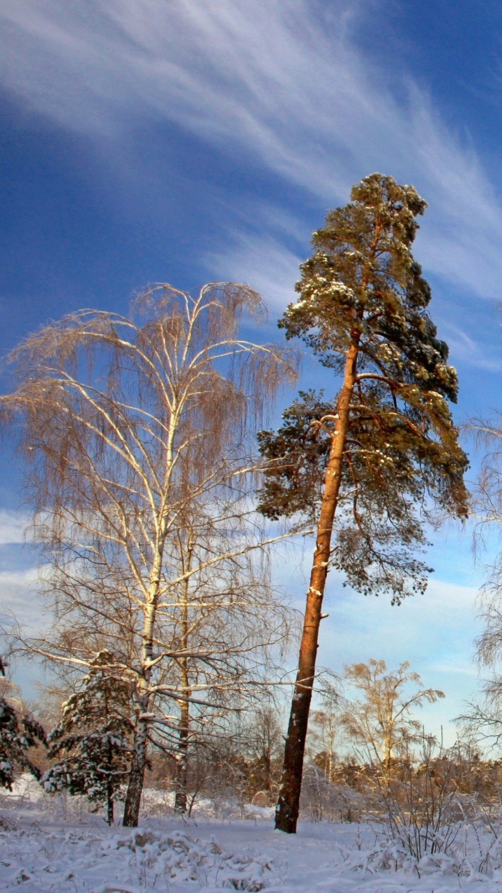 Brown Trees Under Blue Sky During Daytime. Wallpaper in 720x1280 Resolution