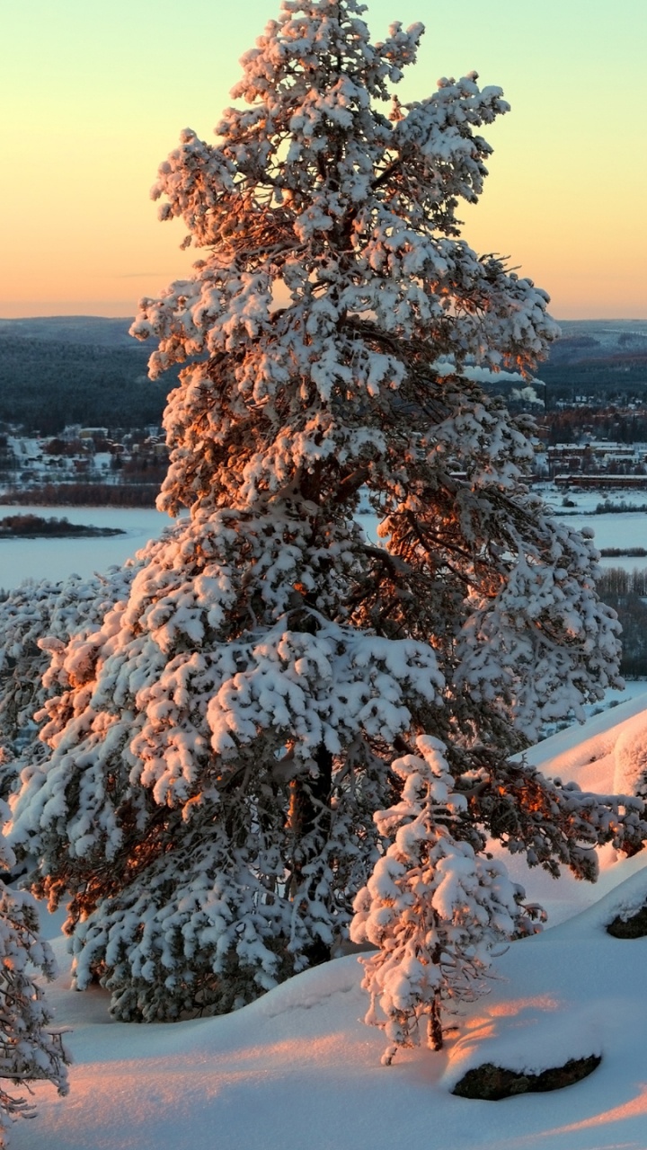 Snow Covered Trees Near Body of Water During Daytime. Wallpaper in 720x1280 Resolution