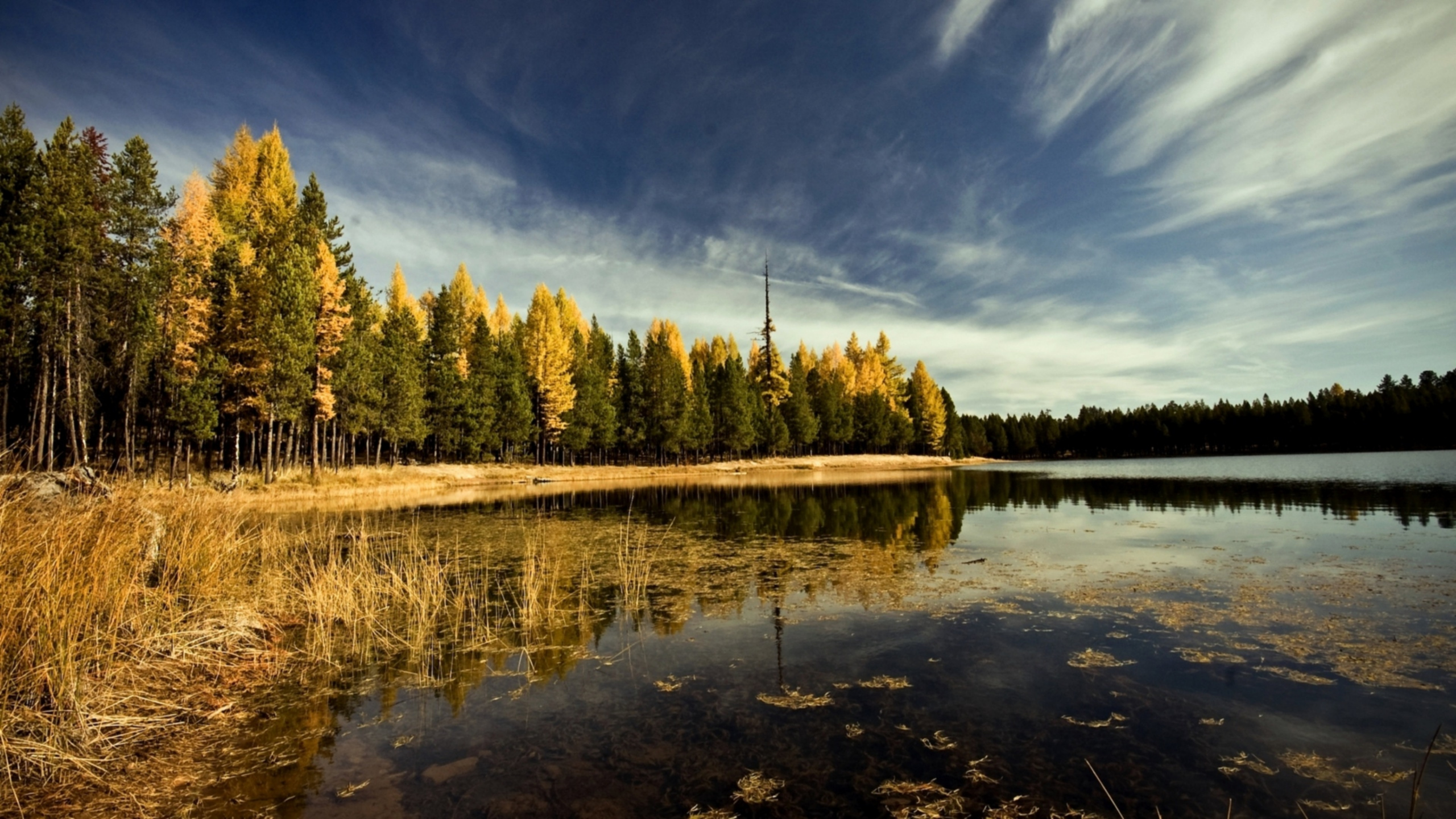 Green Trees Beside Body of Water Under Blue Sky During Daytime. Wallpaper in 2560x1440 Resolution