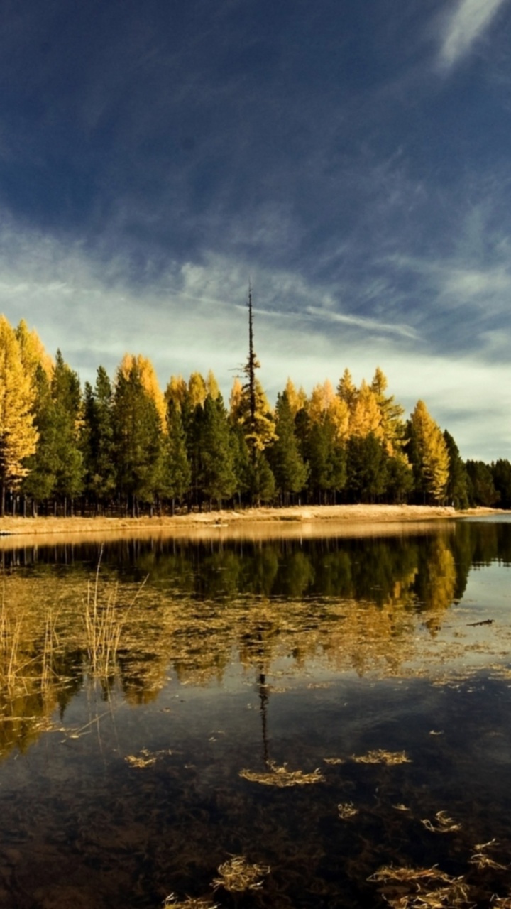 Green Trees Beside Body of Water Under Blue Sky During Daytime. Wallpaper in 720x1280 Resolution