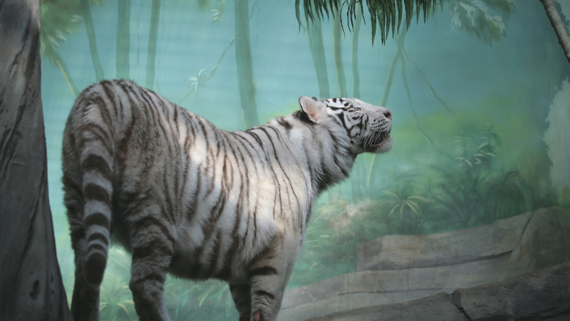 Brauner Und Schwarzer Tiger im Wasser. Wallpaper in 1920x1080 Resolution