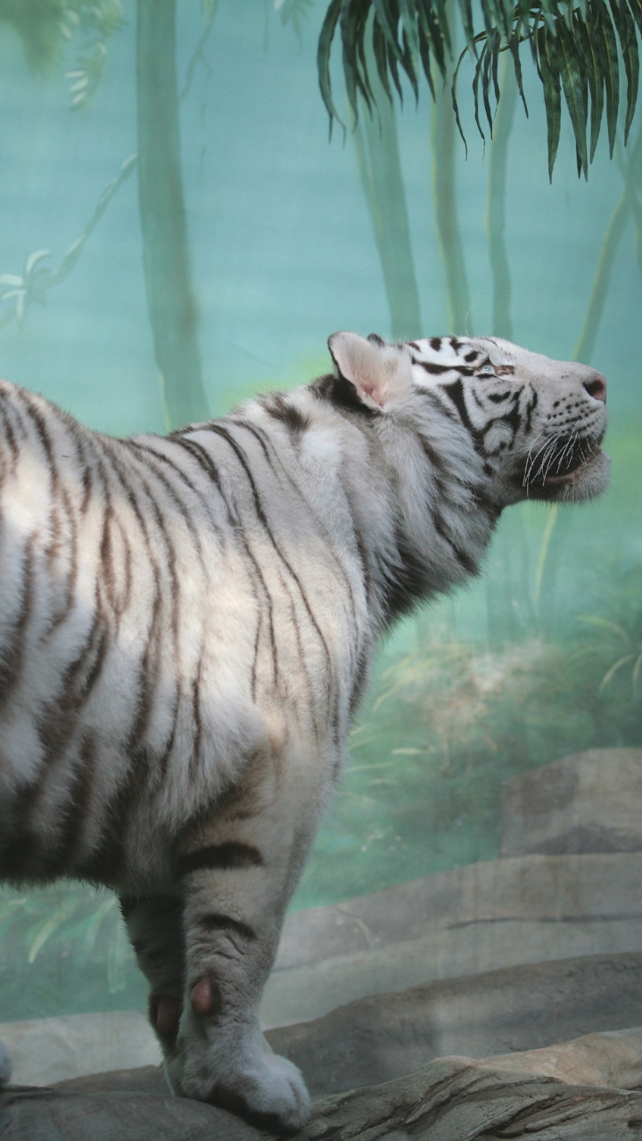 Brown and Black Tiger in Water. Wallpaper in 720x1280 Resolution