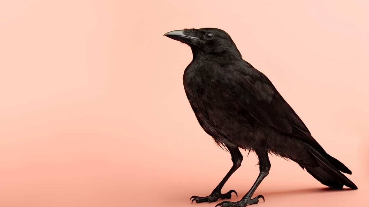 Corbeau Noir Sur Surface Blanche. Wallpaper in 1280x720 Resolution