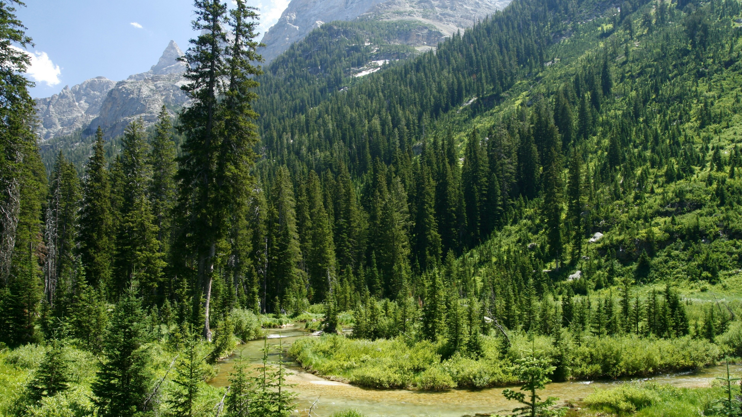 Green Pine Trees on Brown Field During Daytime. Wallpaper in 2560x1440 Resolution