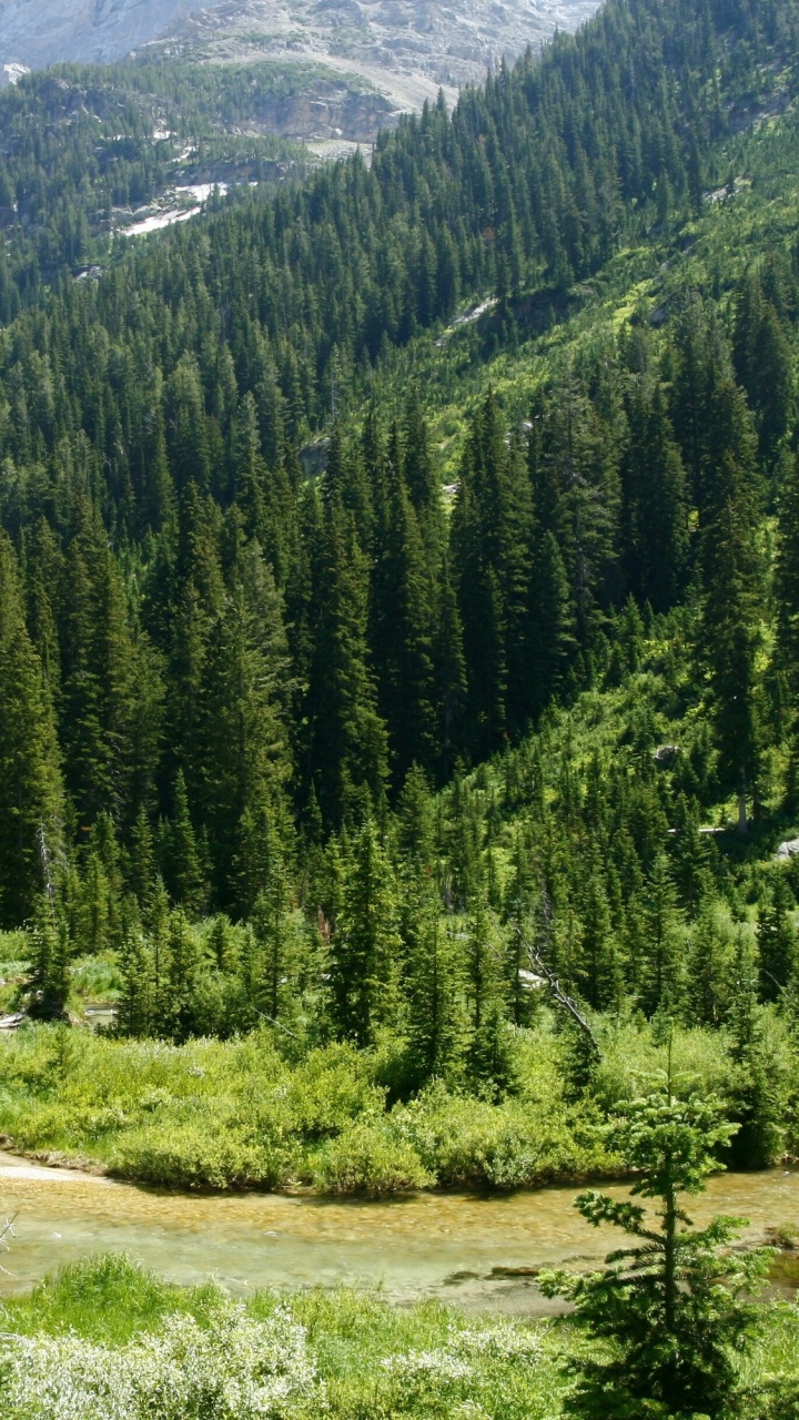 Green Pine Trees on Brown Field During Daytime. Wallpaper in 720x1280 Resolution