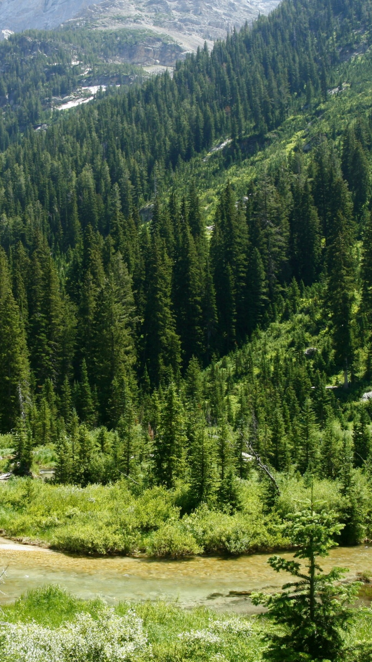 Green Pine Trees on Brown Field During Daytime. Wallpaper in 750x1334 Resolution
