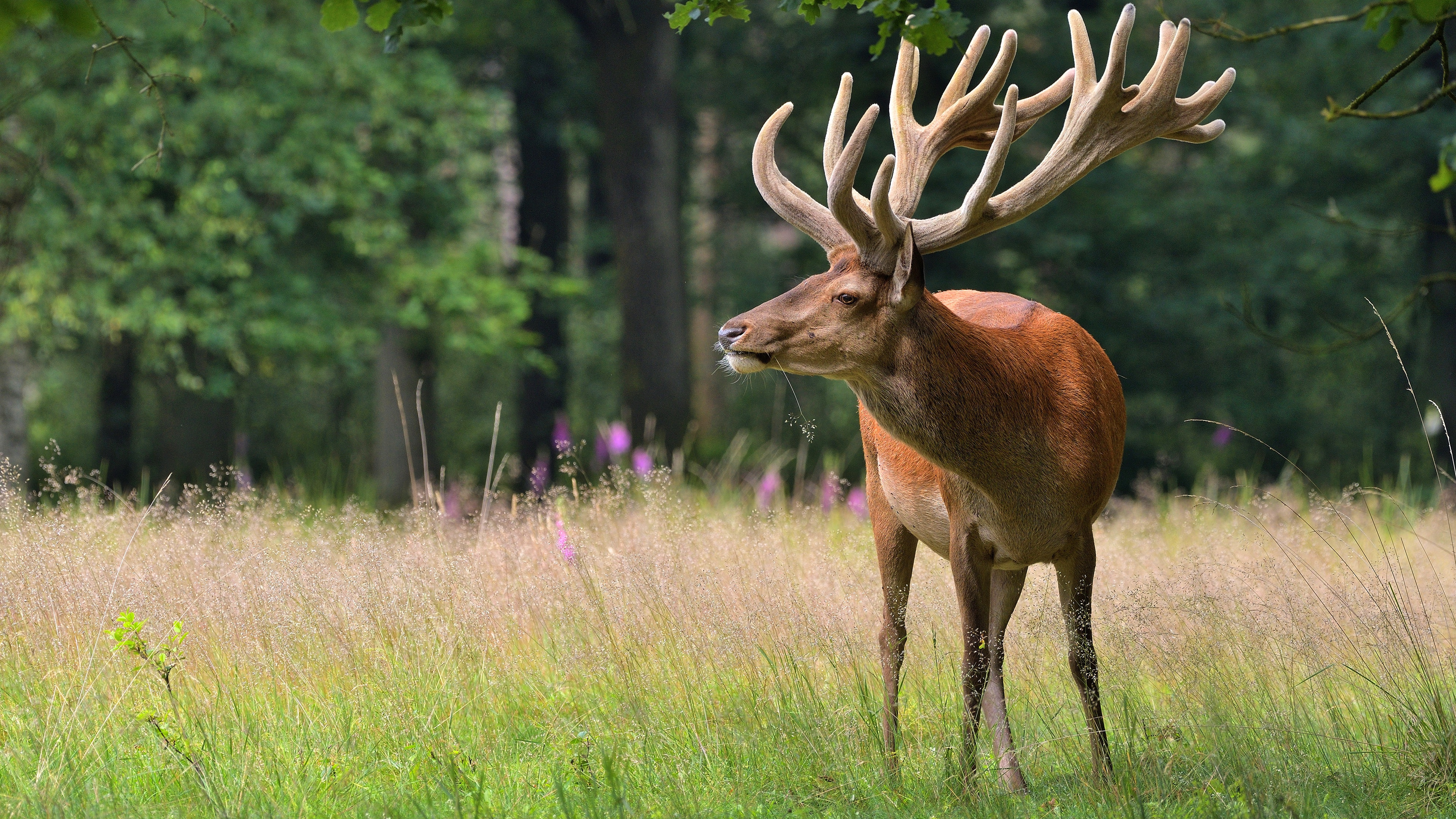 Cerf Brun Sur Terrain D'herbe Verte Pendant la Journée. Wallpaper in 3840x2160 Resolution