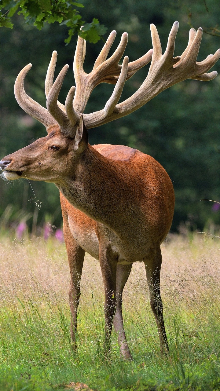 Cerf Brun Sur Terrain D'herbe Verte Pendant la Journée. Wallpaper in 720x1280 Resolution