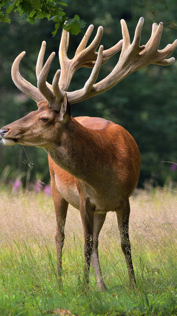 Cerf Brun Sur Terrain D'herbe Verte Pendant la Journée. Wallpaper in 750x1334 Resolution