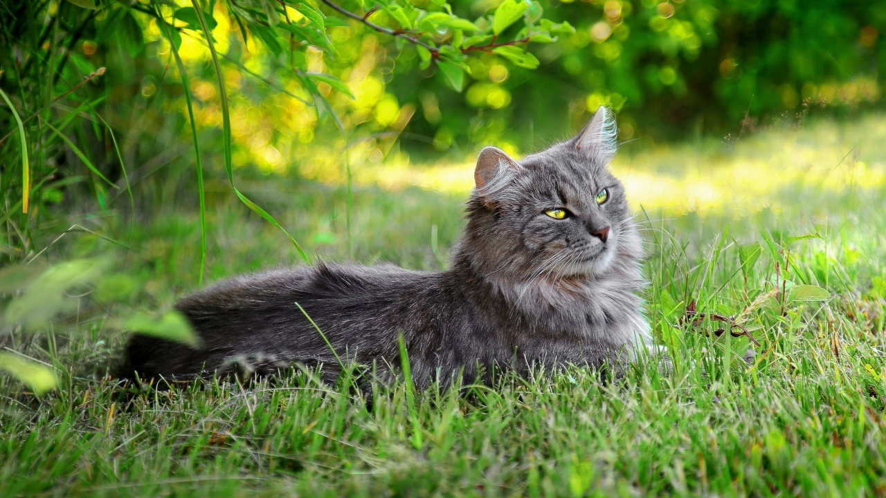 Brown Tabby Cat on Green Grass During Daytime. Wallpaper in 1280x720 Resolution