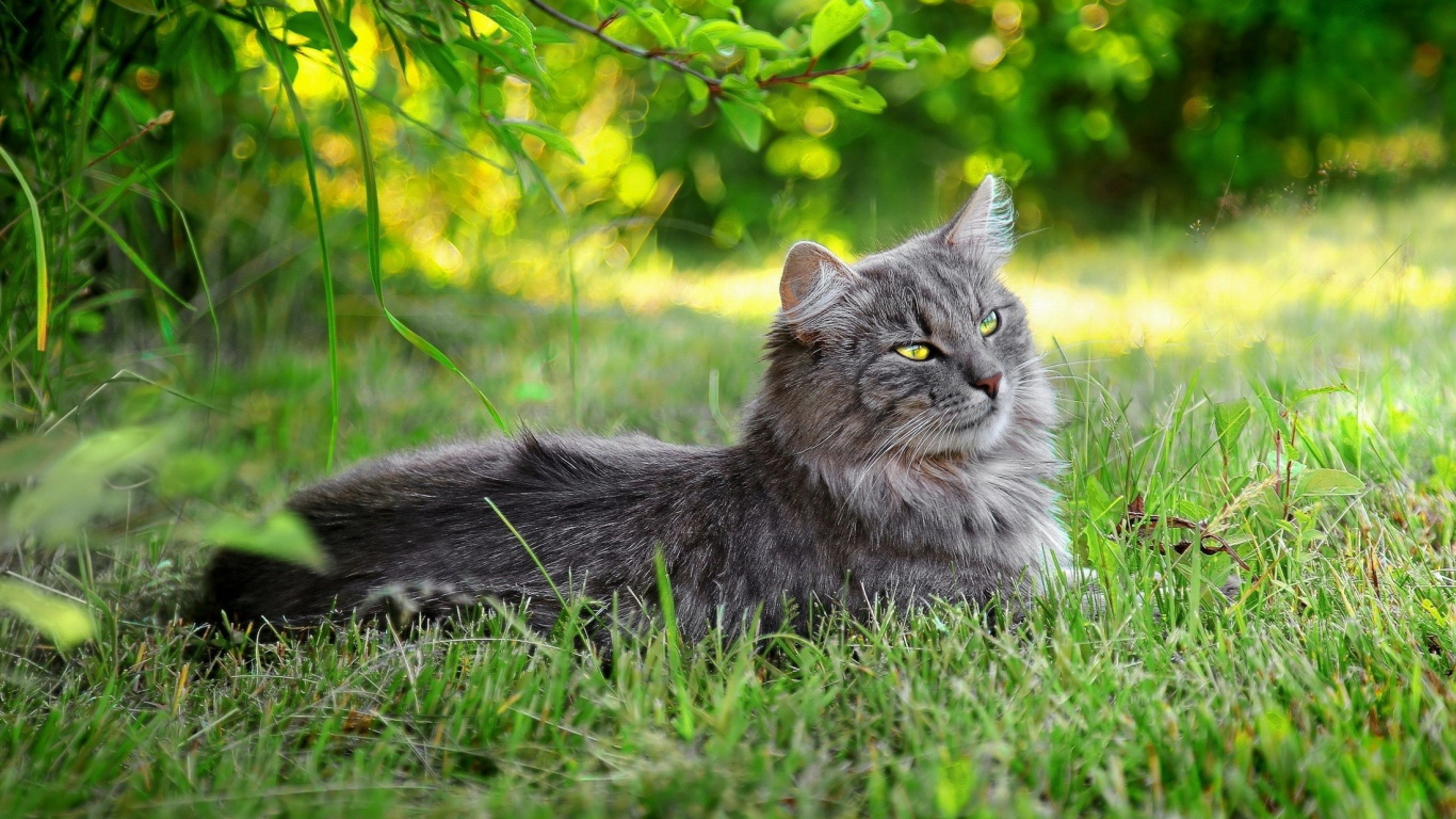 Brown Tabby Cat on Green Grass During Daytime. Wallpaper in 1366x768 Resolution